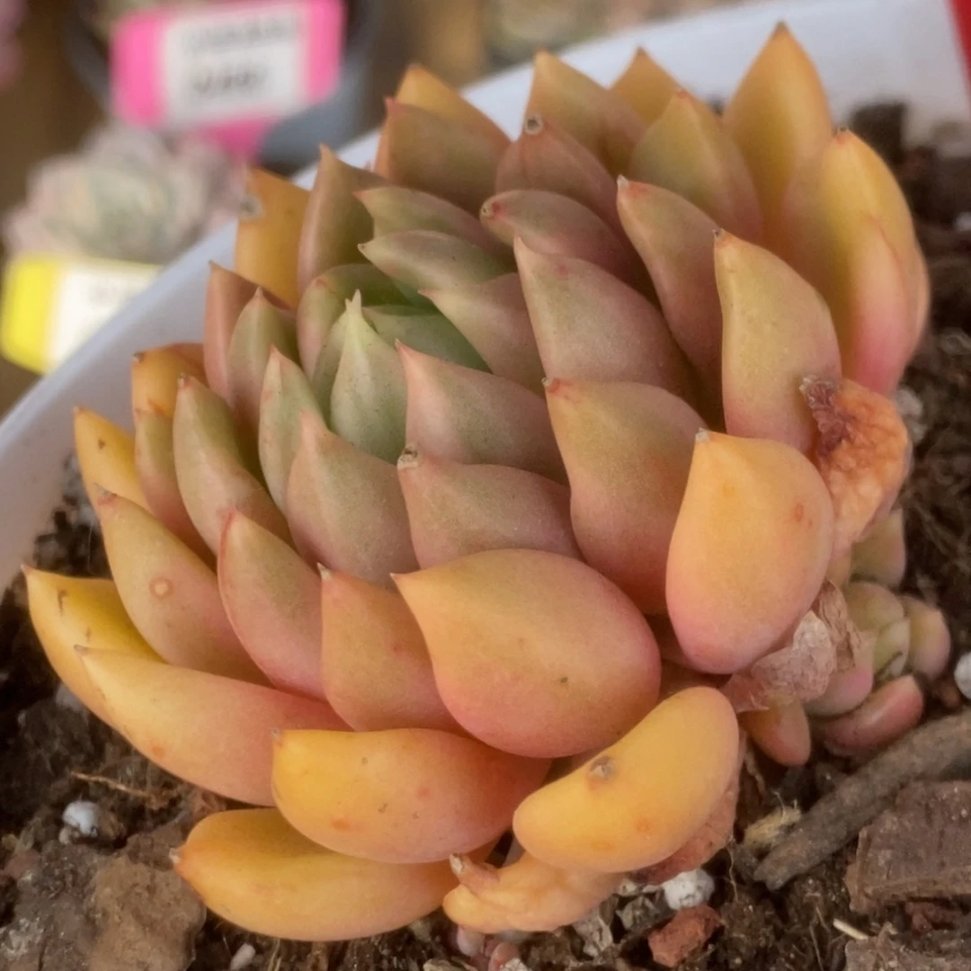 516红酒锦锦锦锦锦