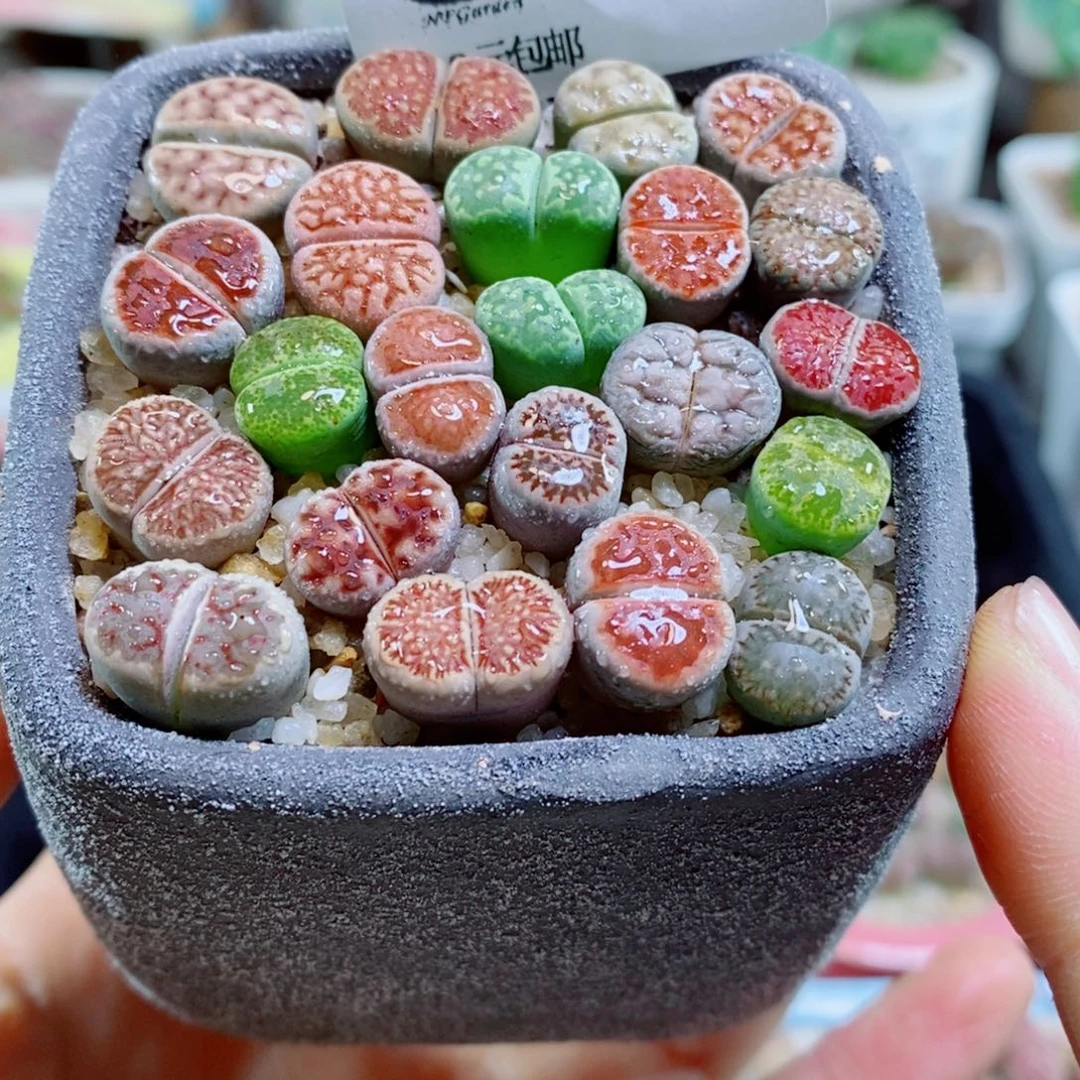 生石花花花花花花花花543