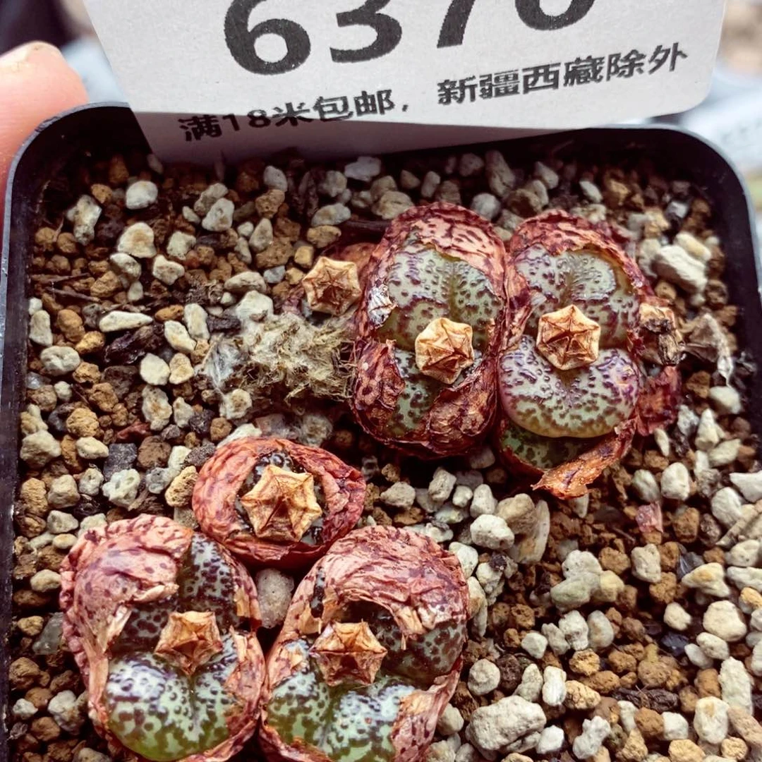 我的小姐姐们都是我的小可爱6376