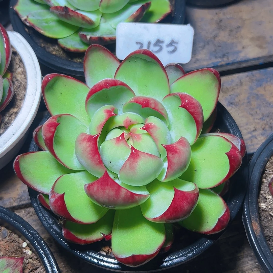 惊鸿仙子一物一拍2155号