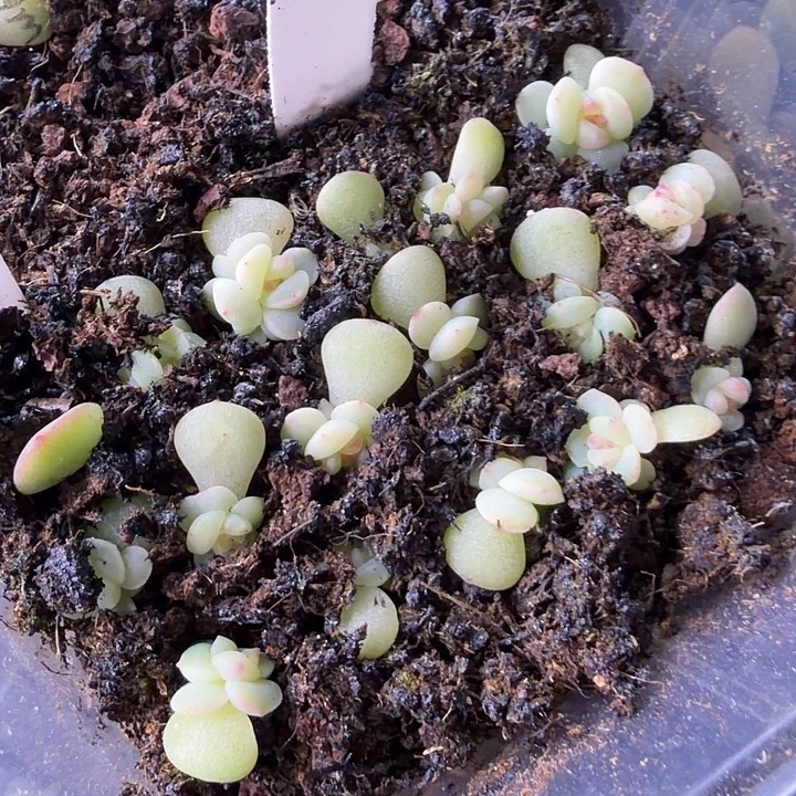 家***6145甜心随机5颗一组1cm