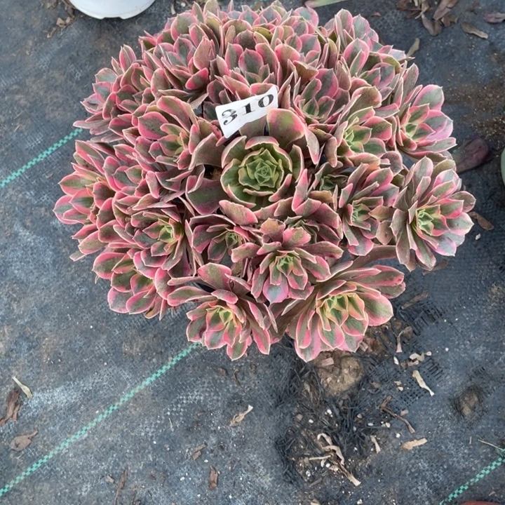 310号精品法师女妖