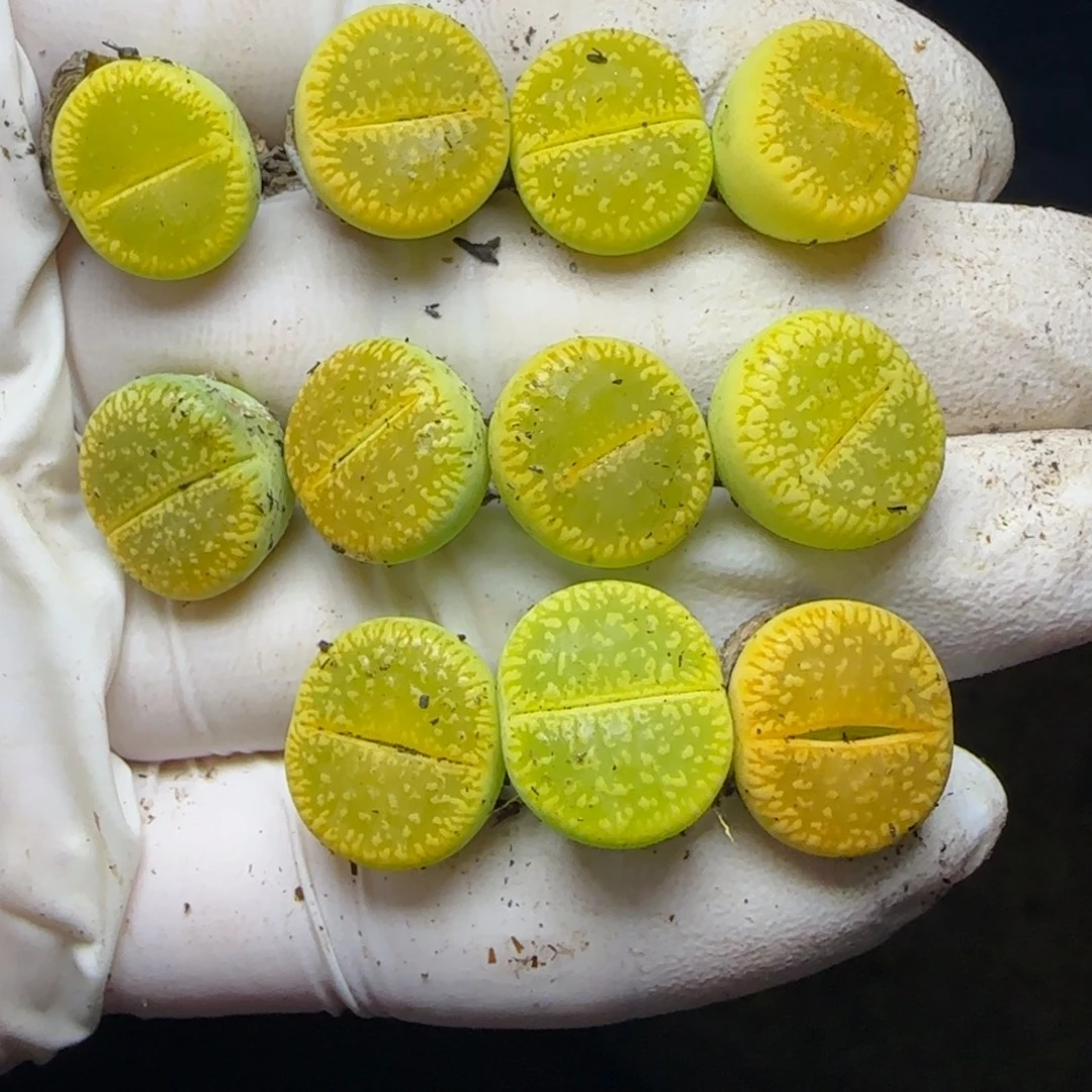 0687。默认脱土。18包邮。偏远88包邮