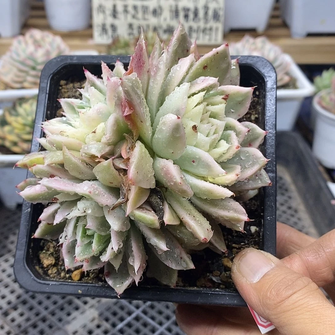 13100 海胆麦秆锦 3 头 需延时发货