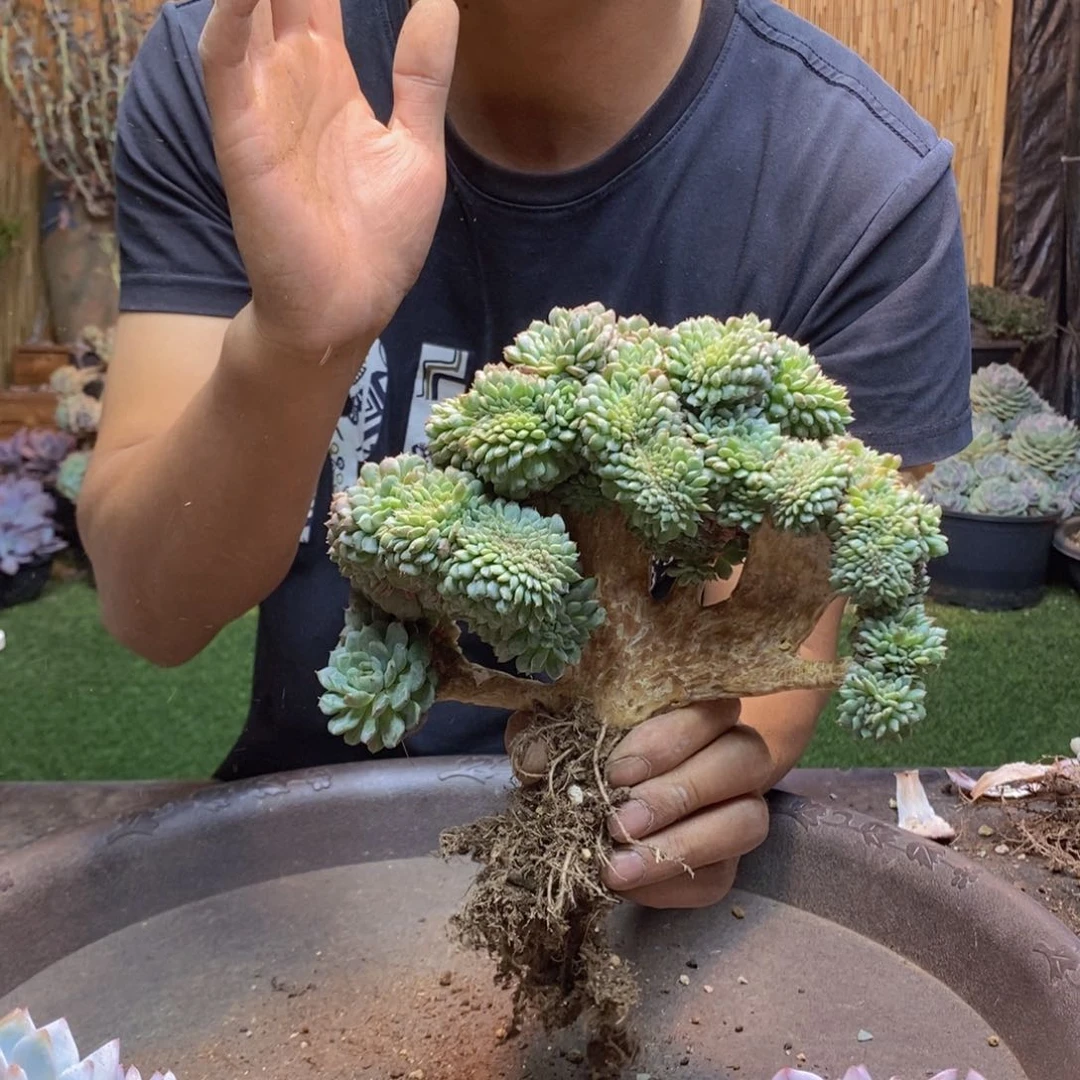 小***画302号白胖子多肉