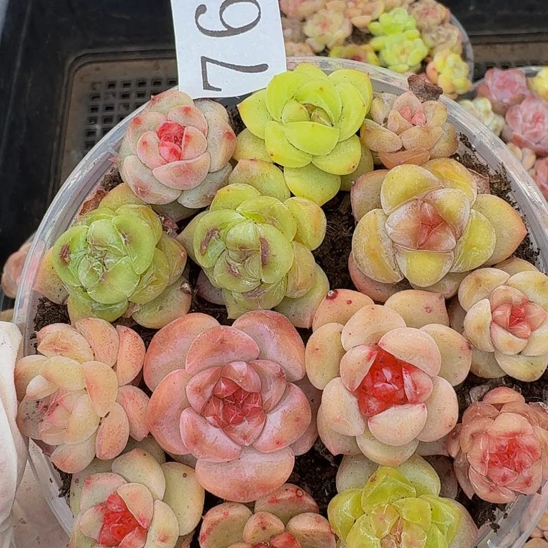 多肉植物多肉植物767