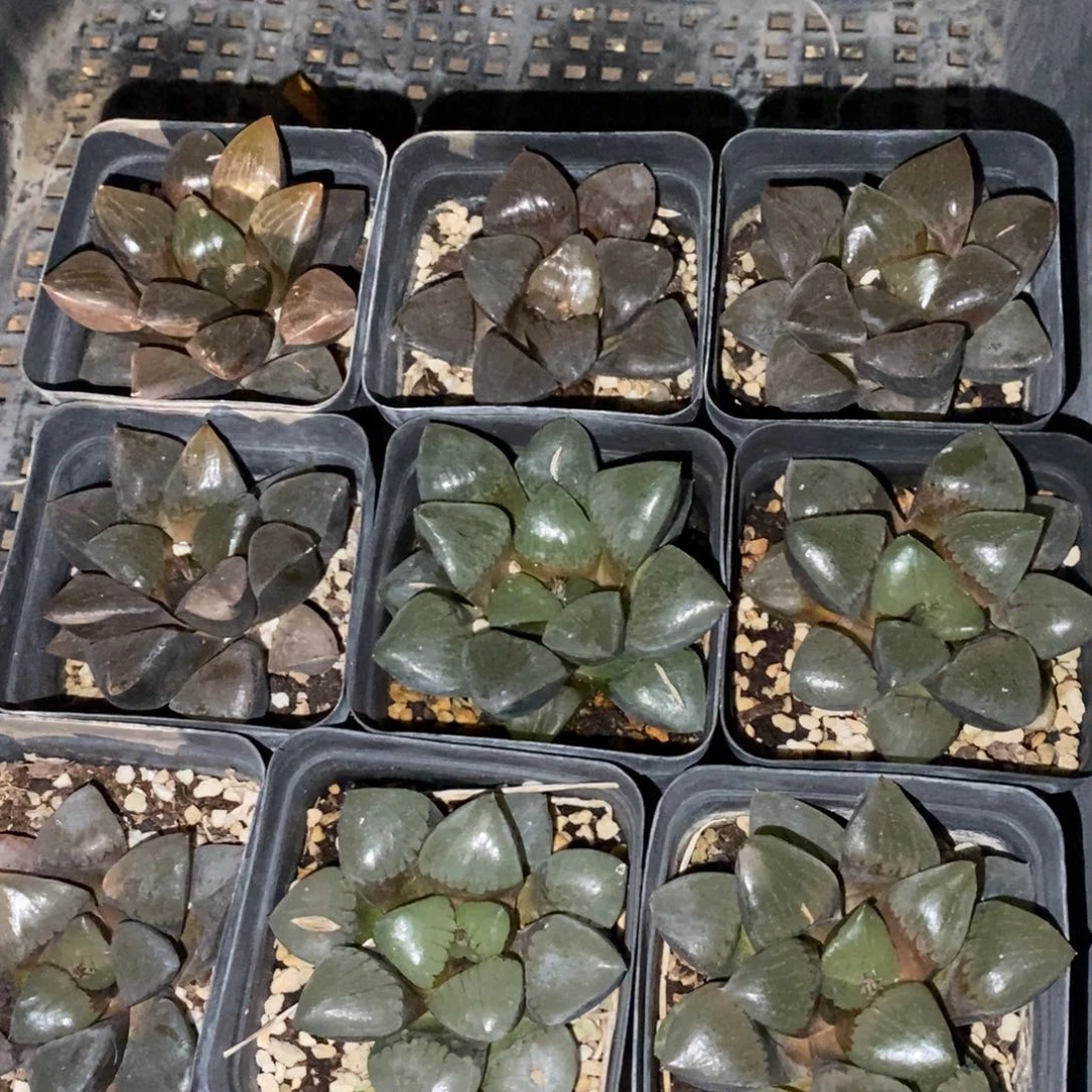 304 十二卷大日月潭一颗。