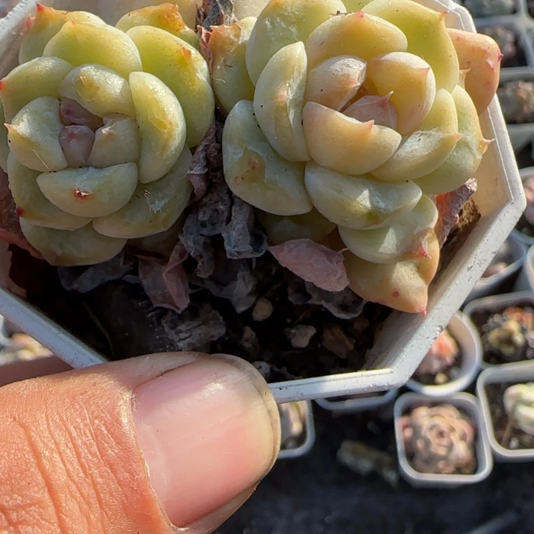 多肉小卡拉米糖心一物一拍