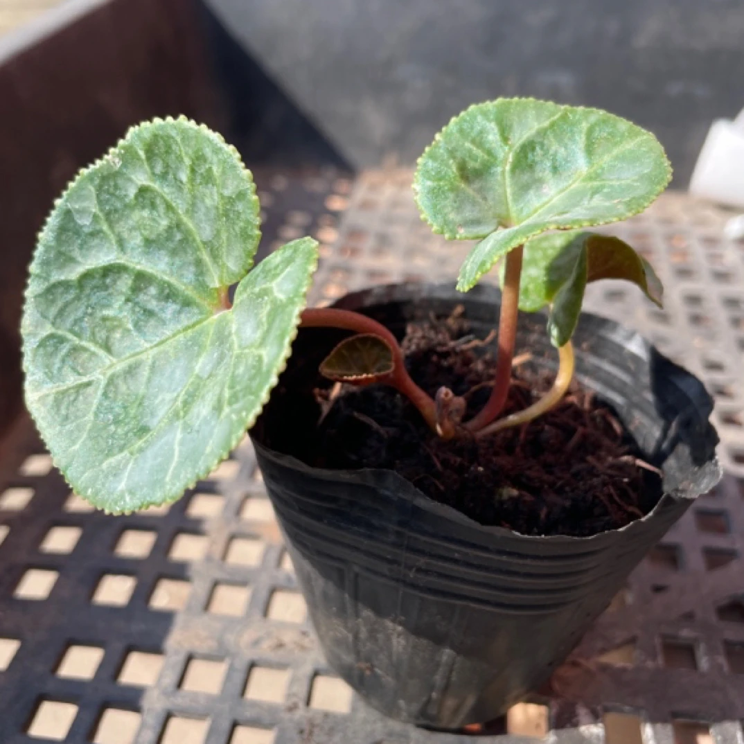 迷你仙客来（满18元包邮）