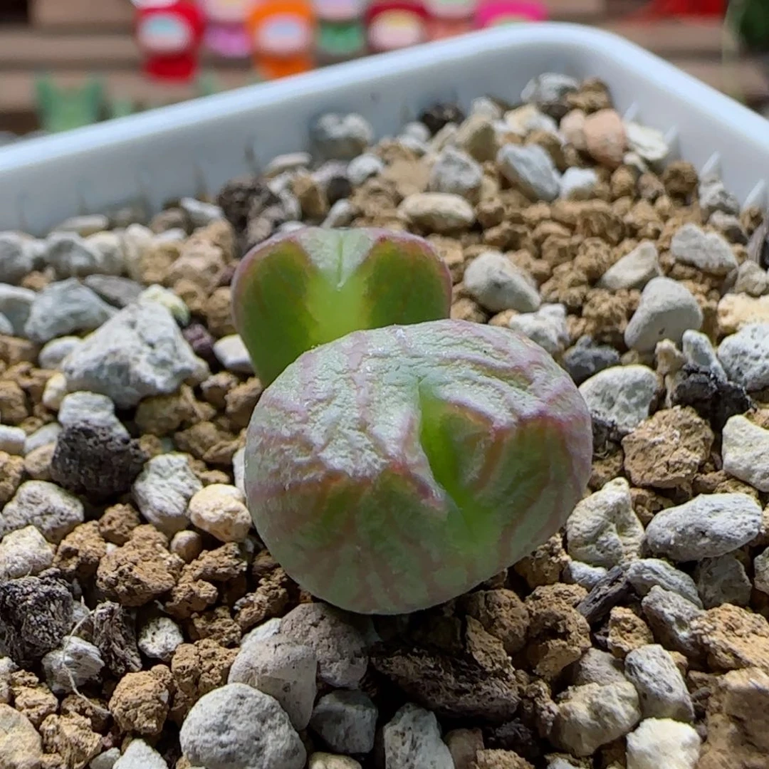 大*?2-18-精品mf3分株多肉