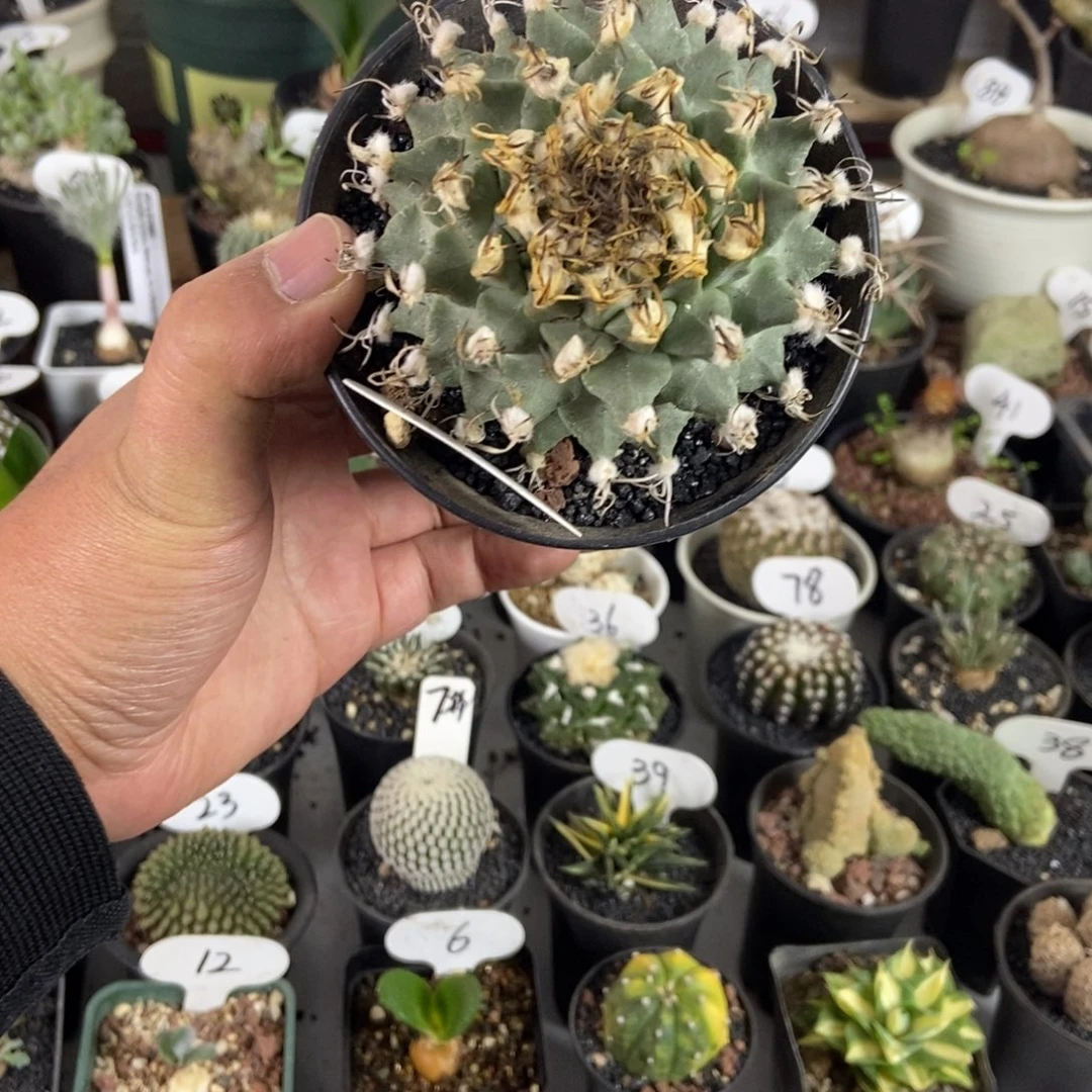 赤花娇丽一物一拍