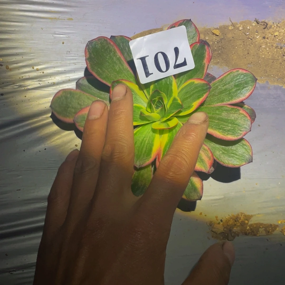 纳福多肉植物的人701