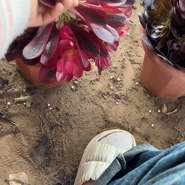 15包邮一物一拍美杜莎