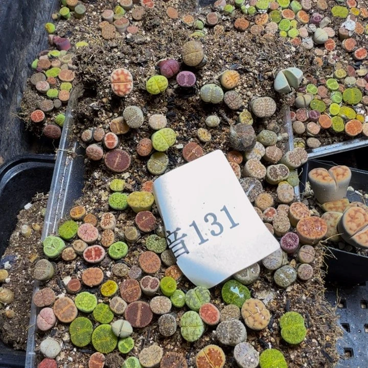 樱*°多肉葡萄的季节131
