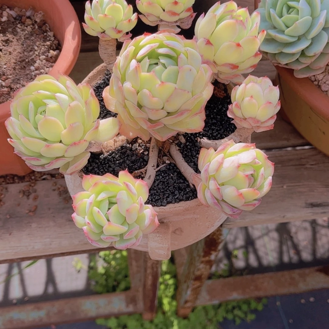 多肉老桩多肉老光