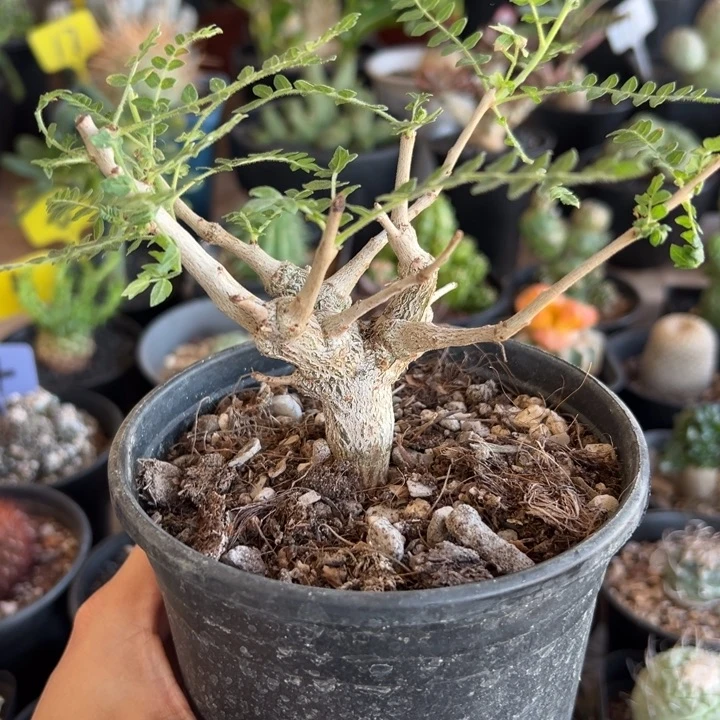 尼勒达乳香带盆111111111