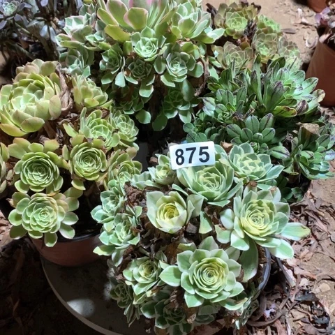 875四颗法师多肉植物