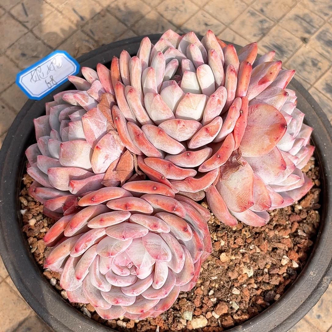 妮***^多肉植物多肉植物