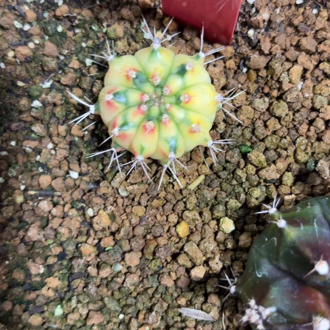 167-1227泰国发货多肉