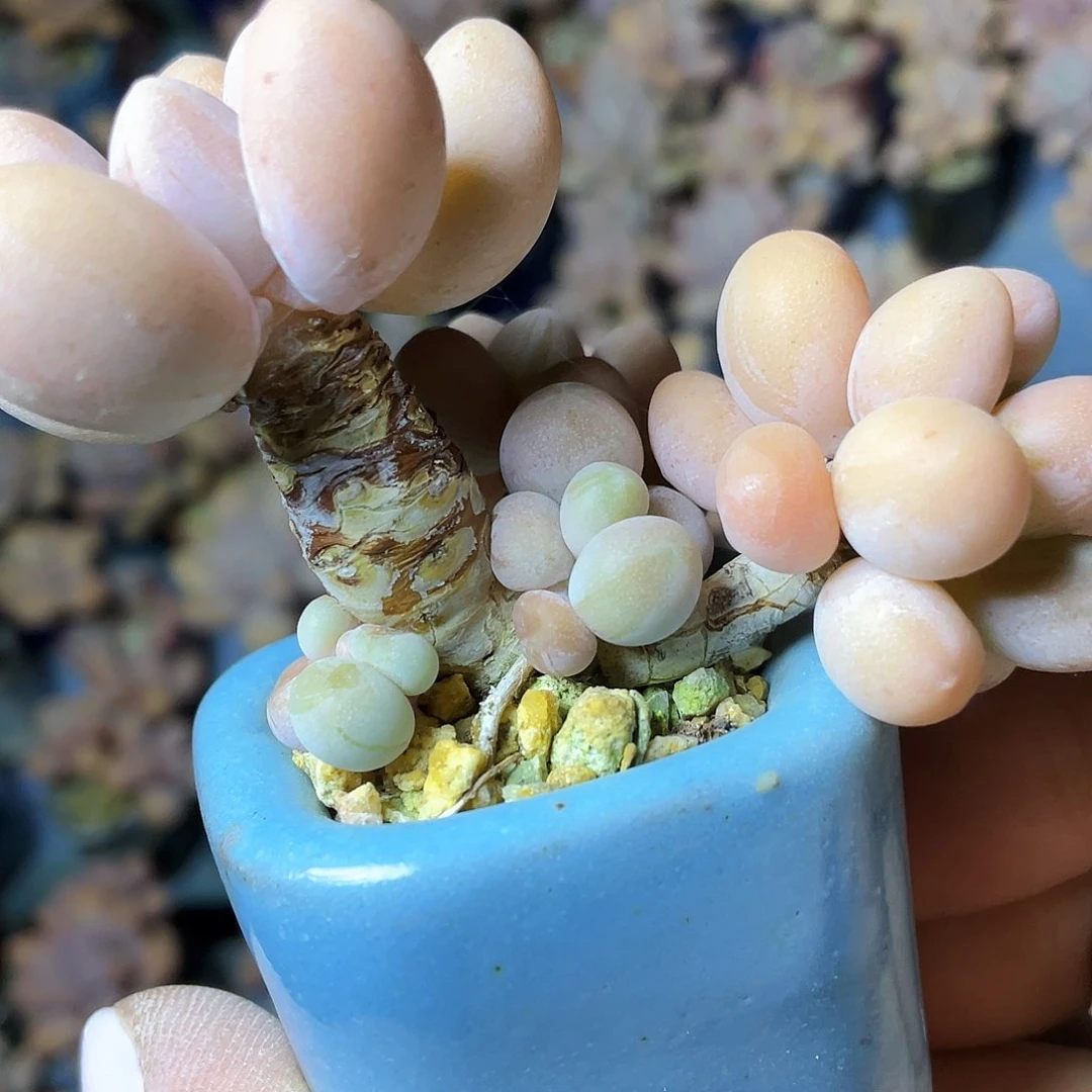佳****多肉植物的生长发育和生长发育
