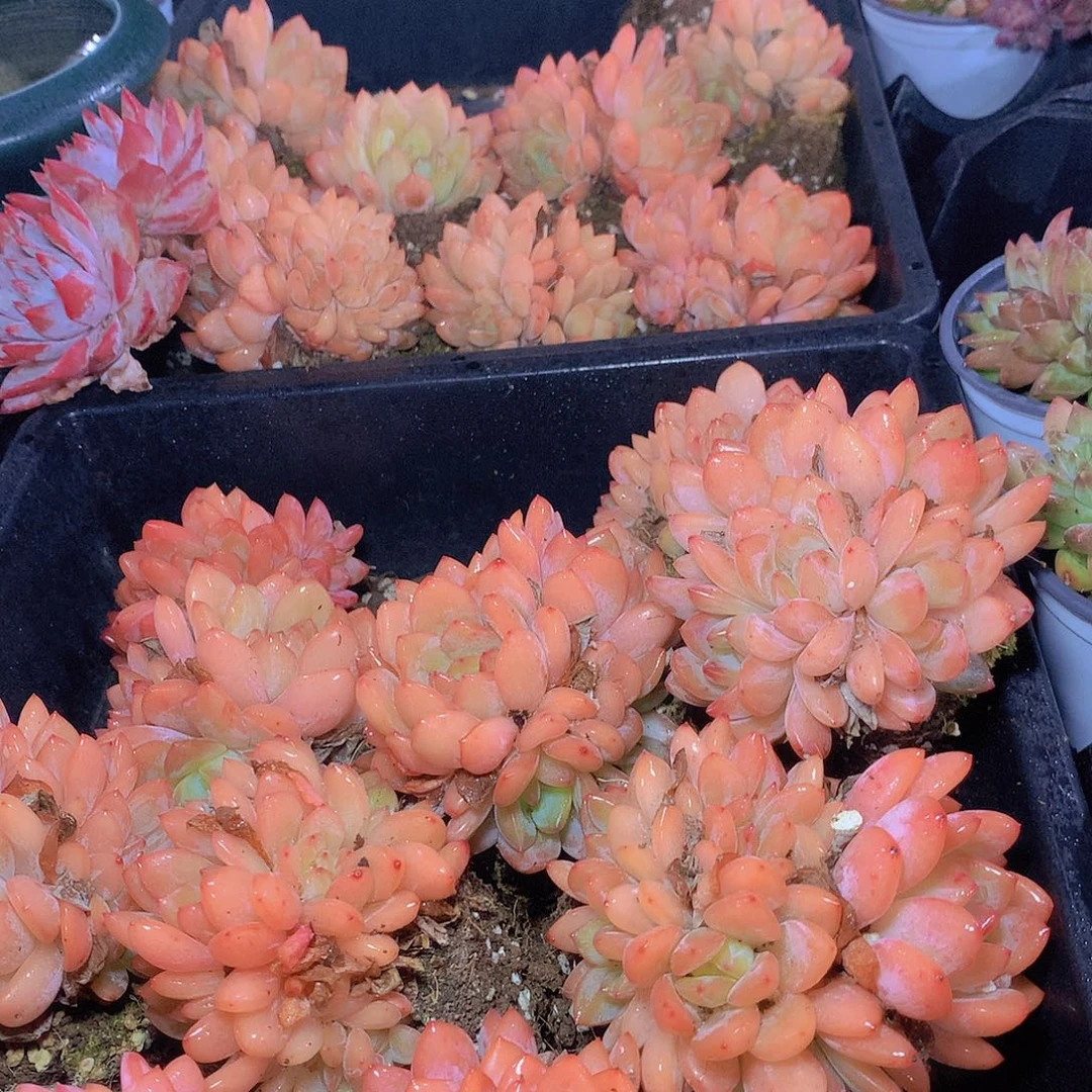 天使橙4567788999000000