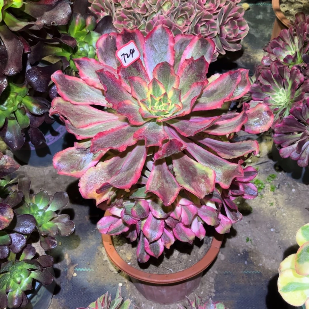 724多肉植物魅影法师