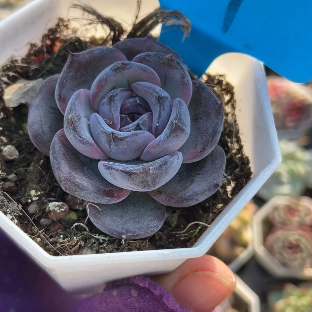 861黑橙多肉植物多肉