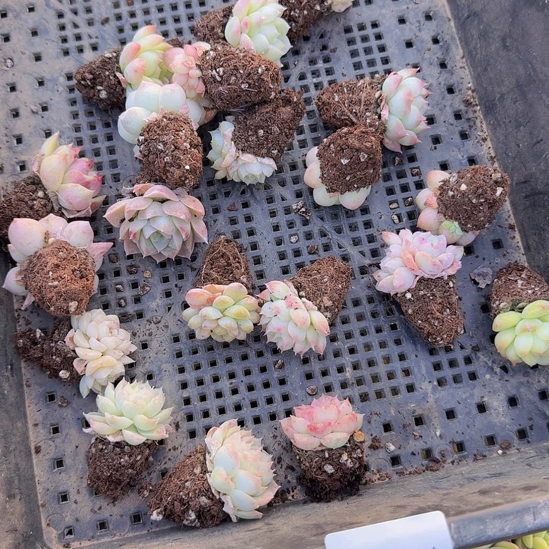 直播福利一物一拍131