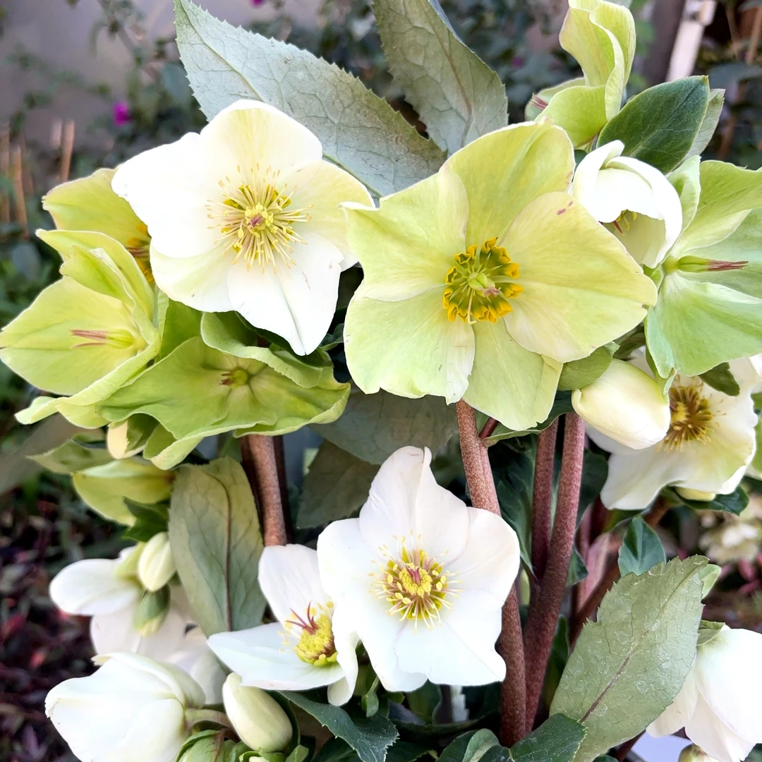 铁筷子白月光 (1加仑) 玫瑰耐寒耐阴花期长  云南鲜花绿植