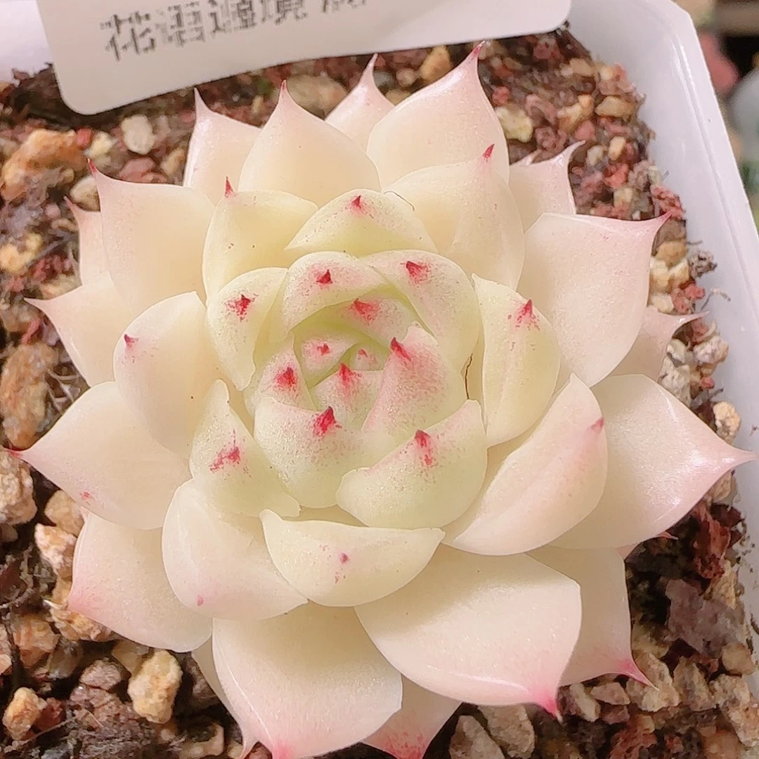 花语逸镜1127-292小