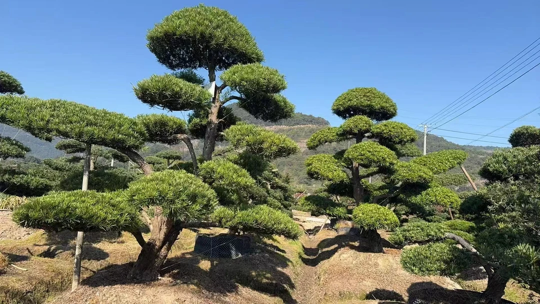 罗汉松造型盆景一物一拍对版发货