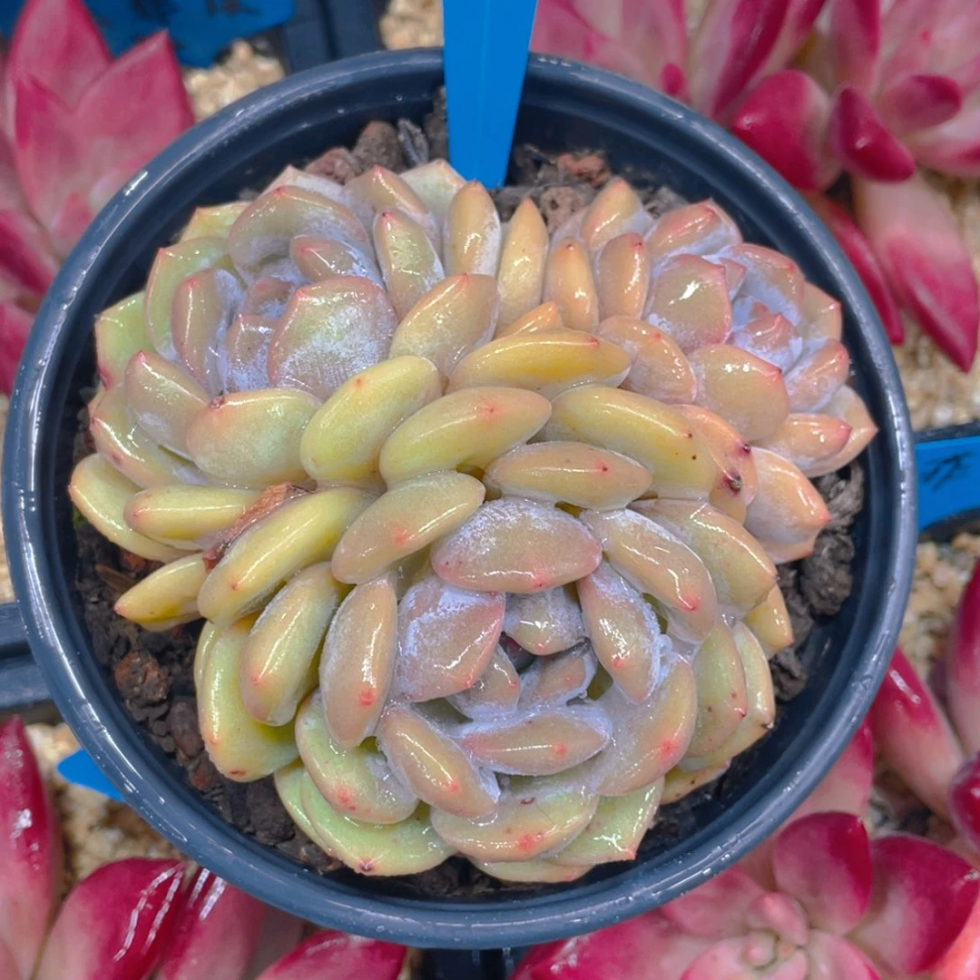 0628-9-黄皮老桩梦露群生一颗