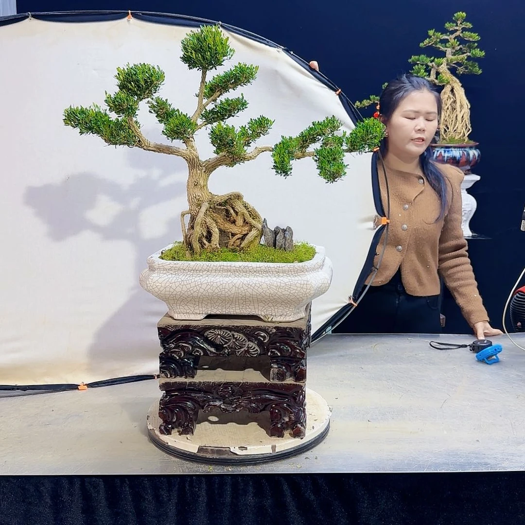 高端盆景艺术作品