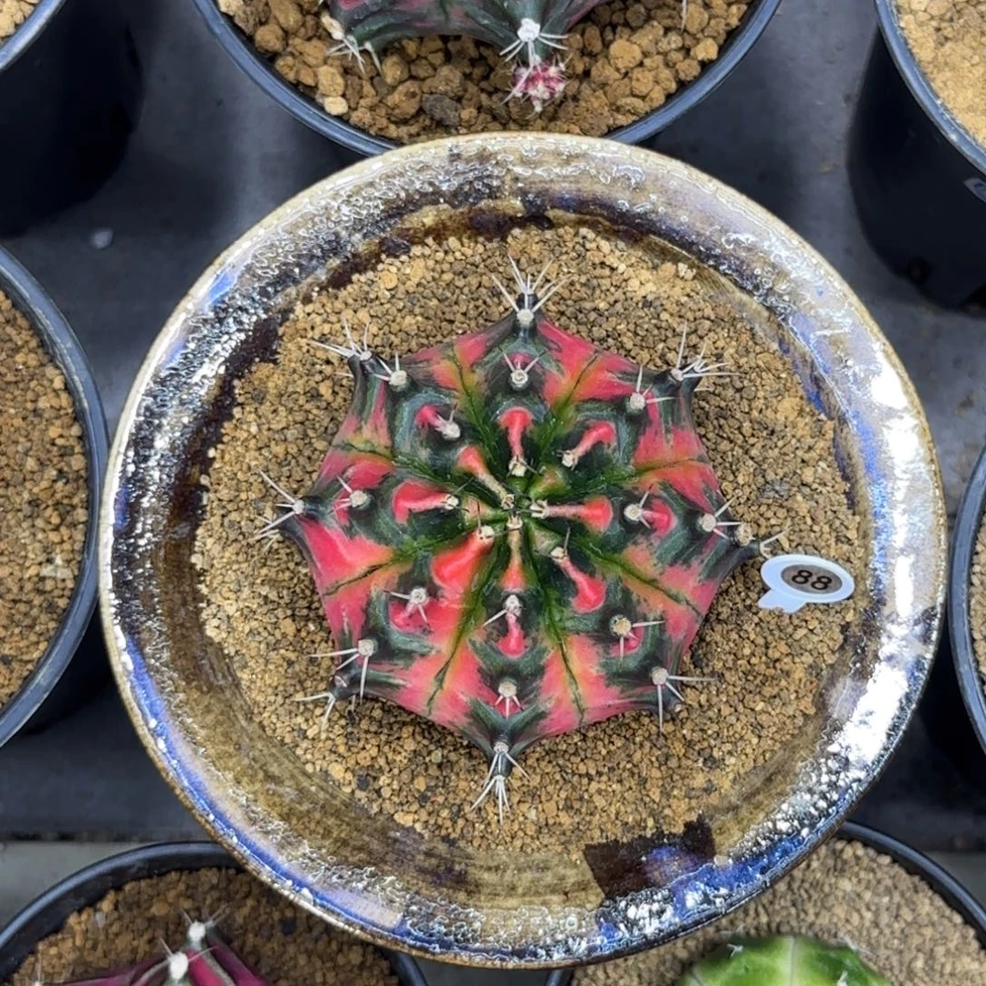 泰系实生大豪臀不带盆