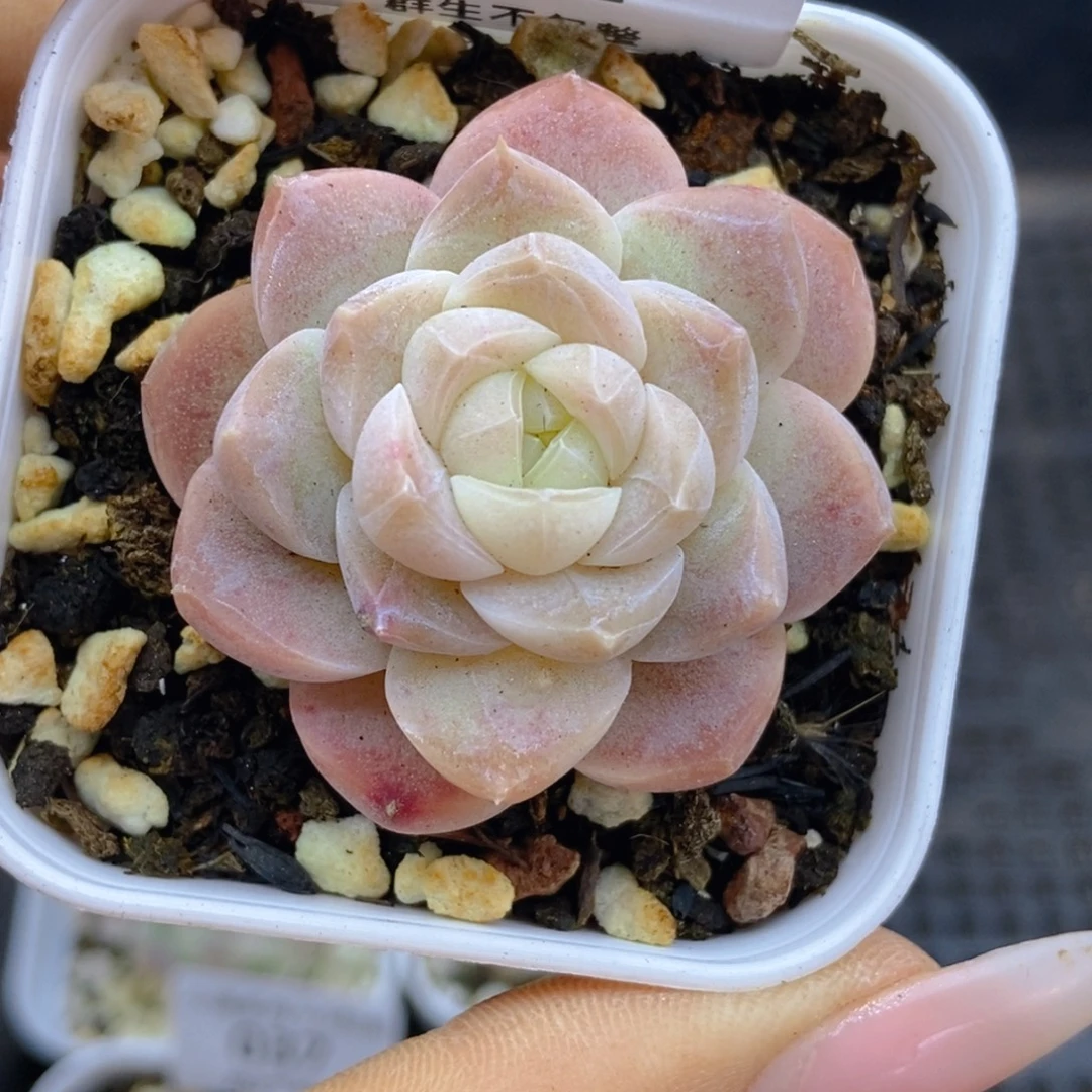 一物一拍9.9包邮042