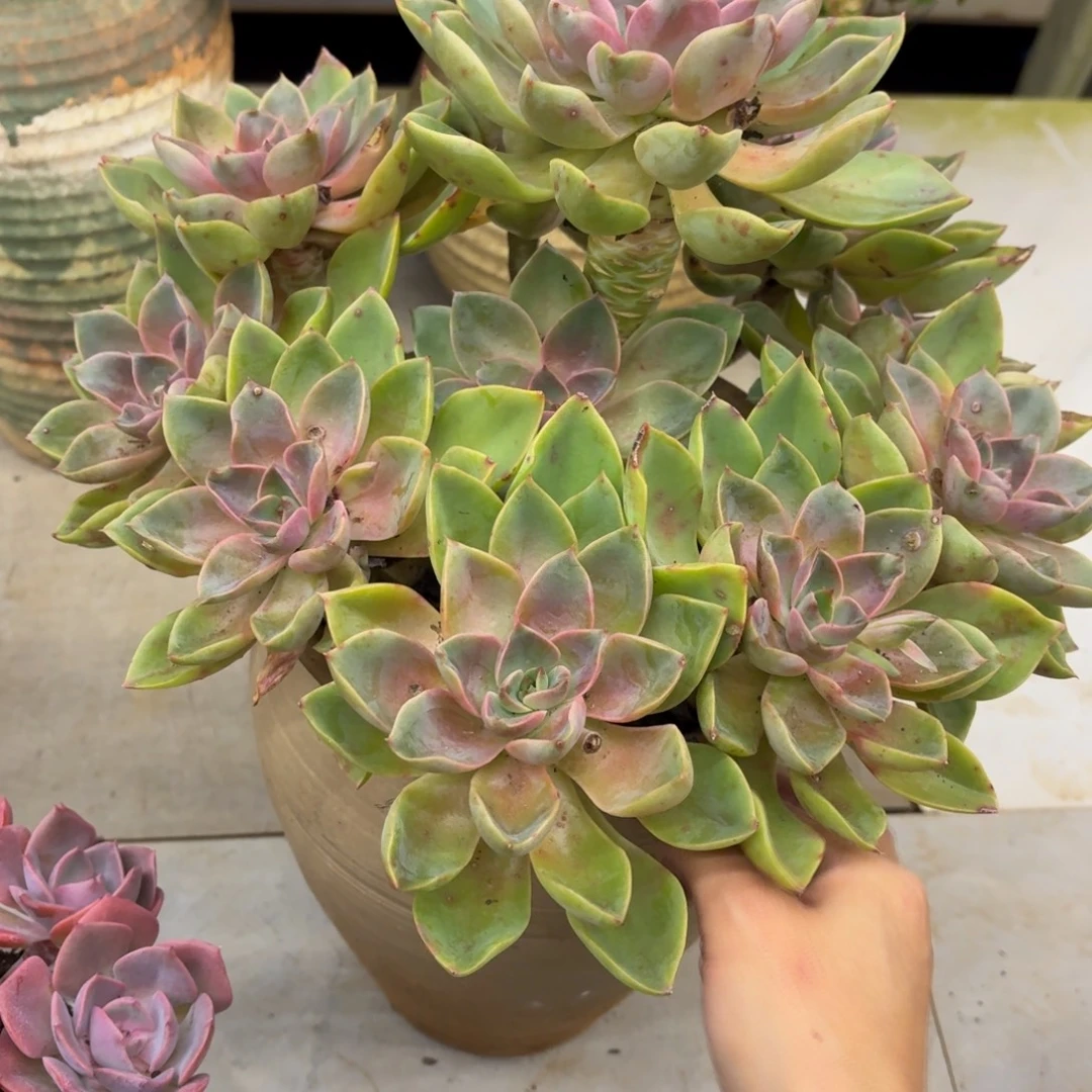 ****ꪶ黑大帅多肉93琼斯