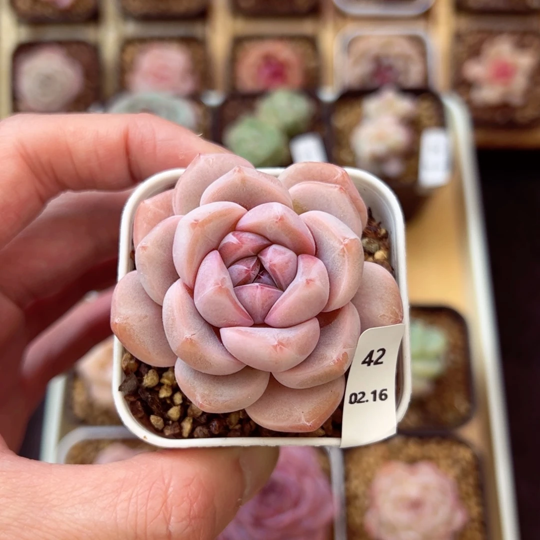 糖心42、哈哈哈哈