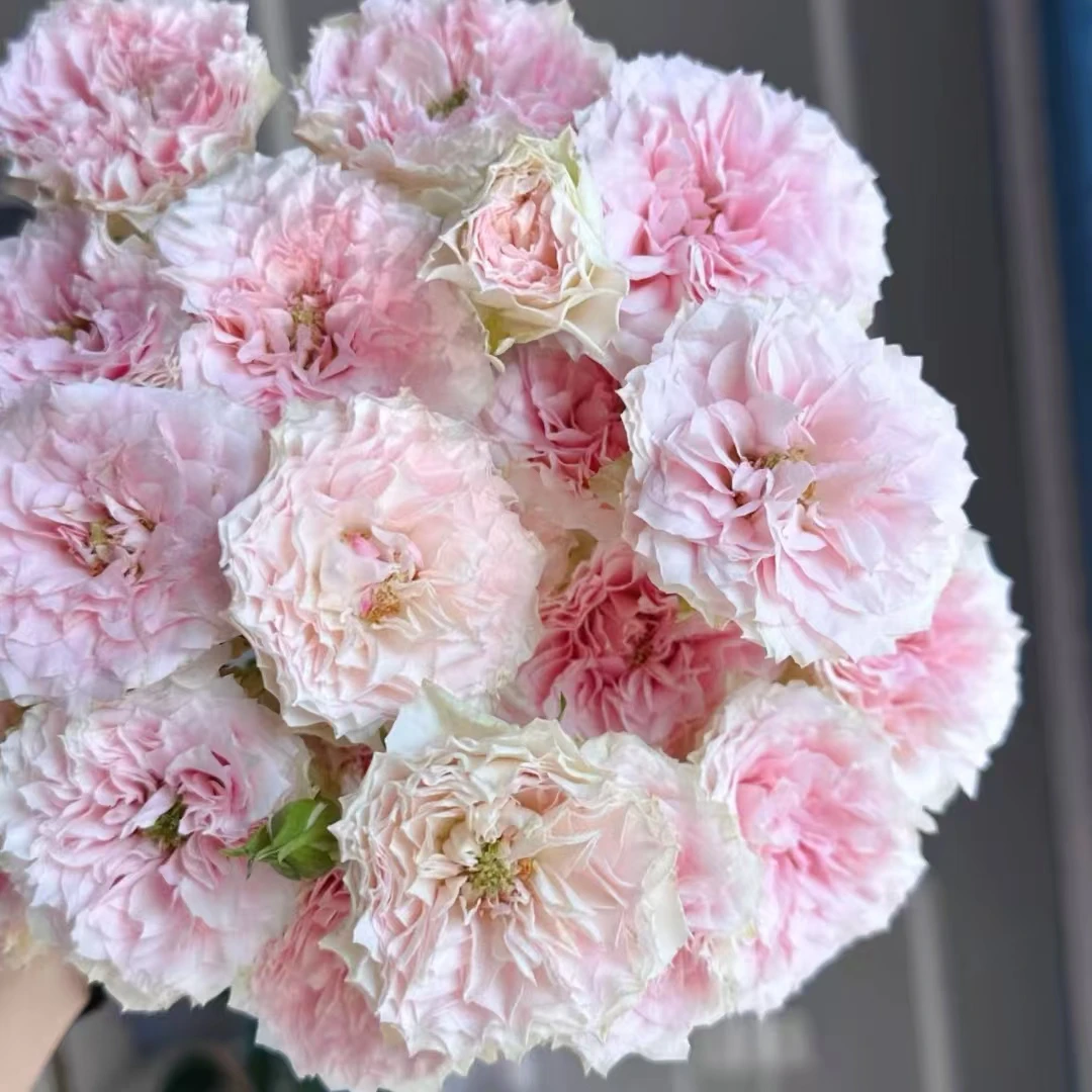 【大聪明卖花】情迷罗拉多头玫瑰-任意2单鲜花包邮发货后不支持退款