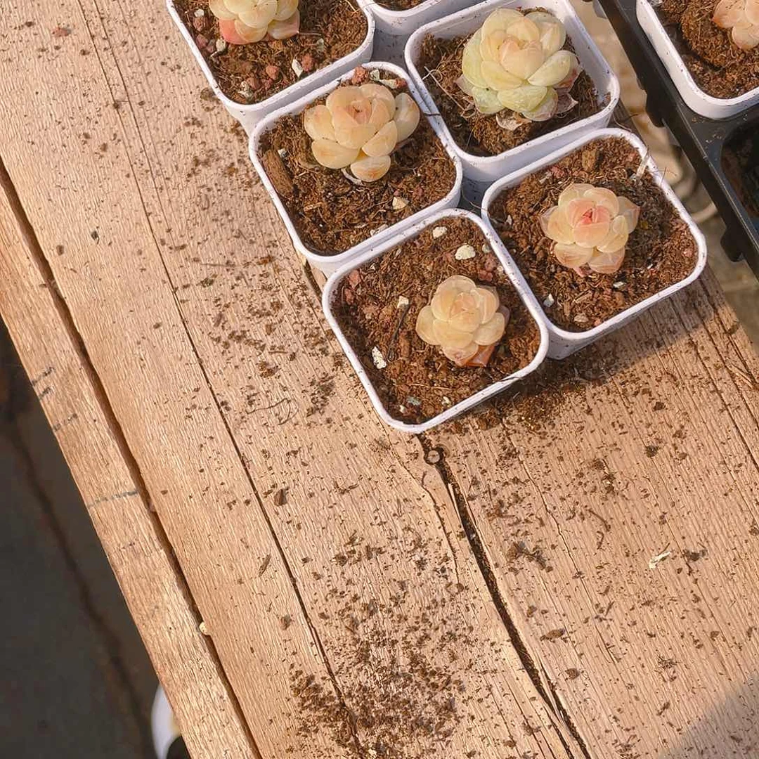 黄幽兰穴一个满25包邮