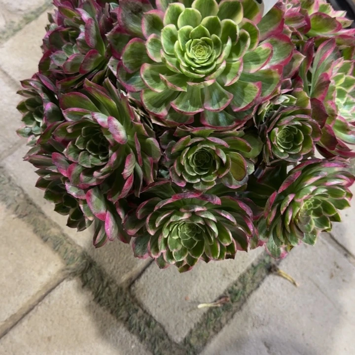 晚****）水晶莲花313肉肉