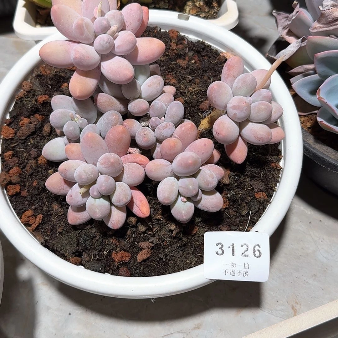 波*糖3126号汤圆群生