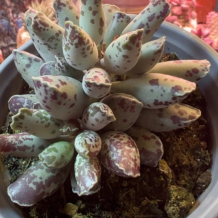 感谢支持一物一拍