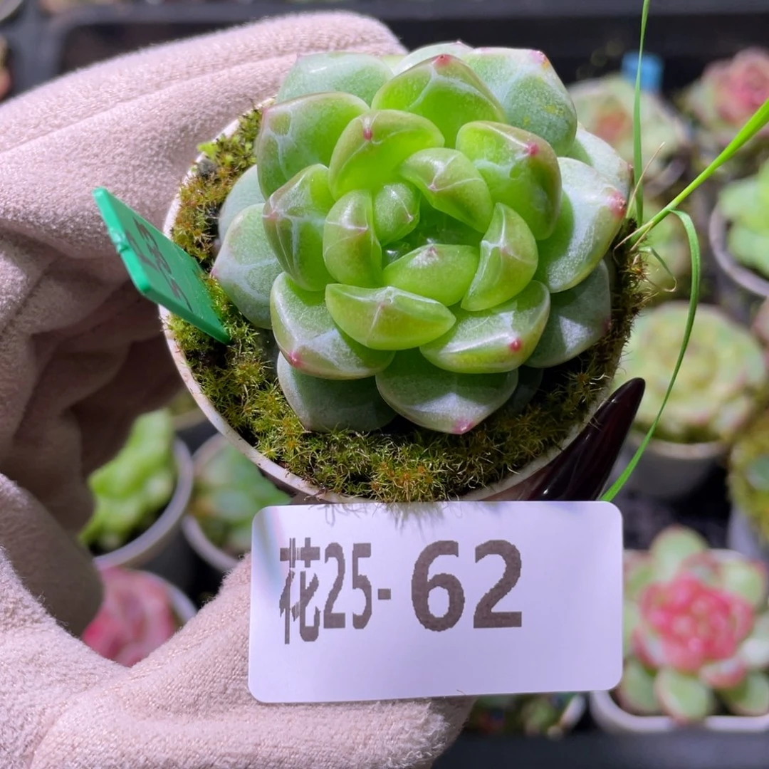 花利美25-62新品珍妮