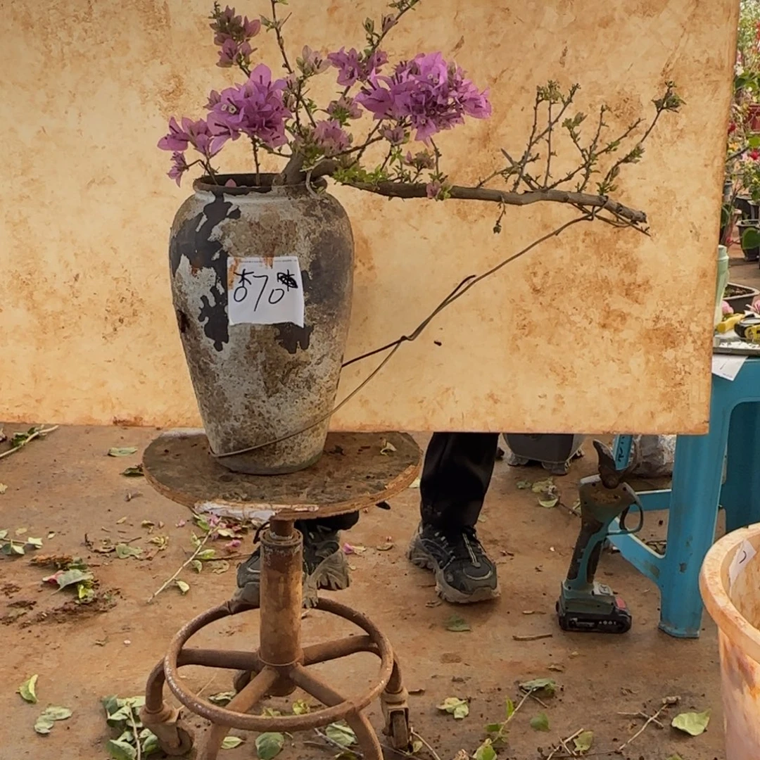 大部分开放少量花苞粉星星 94脱