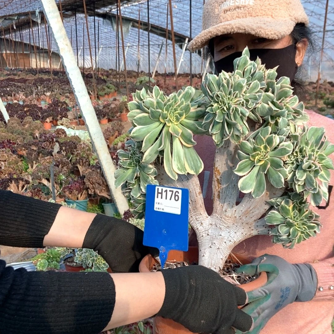 钟***姐176灿烂缀化老桩老桩