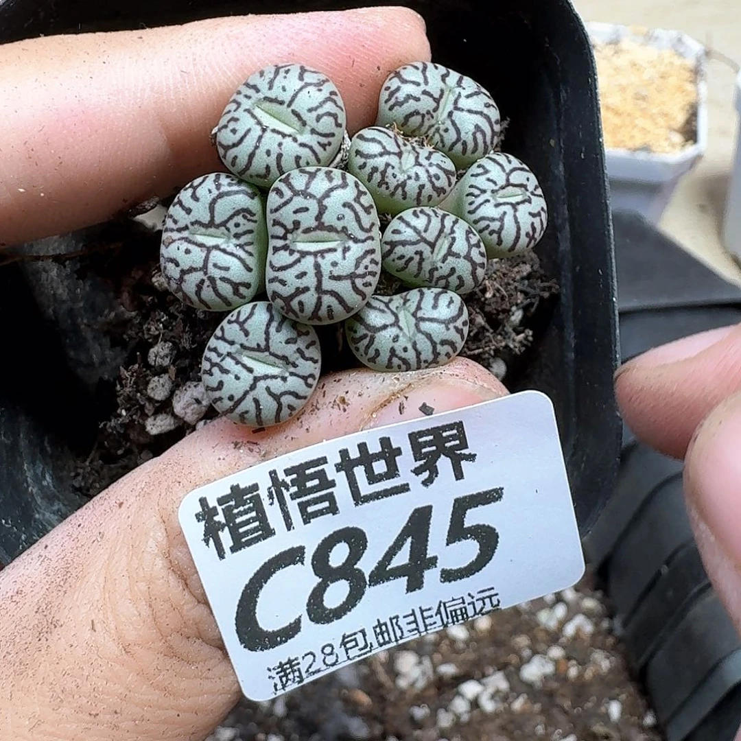 多肉植物的人生rghj