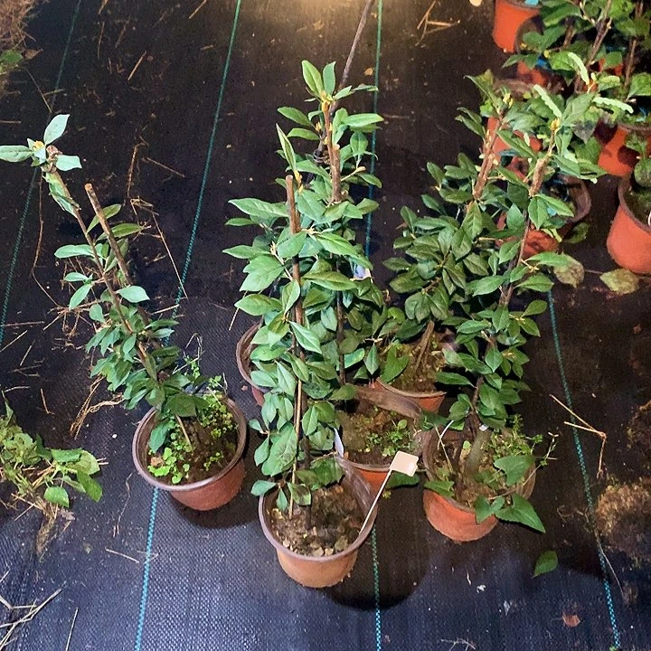 完全开放龙之瞳嫁接苗38.8