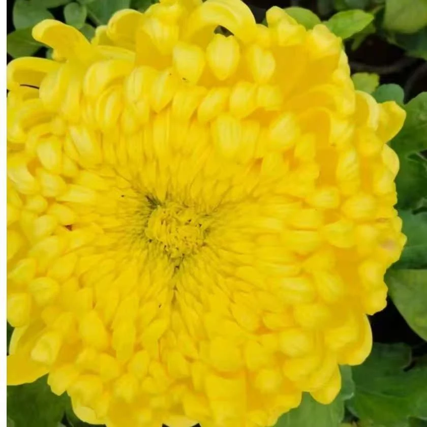 九月大菊（国华大宝）带花苞发货