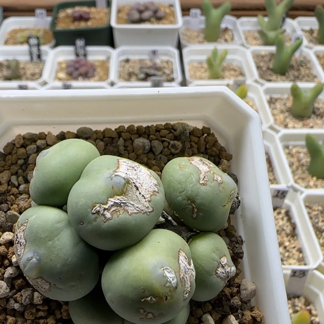 W****g2-25当天满58包邮多肉批次2