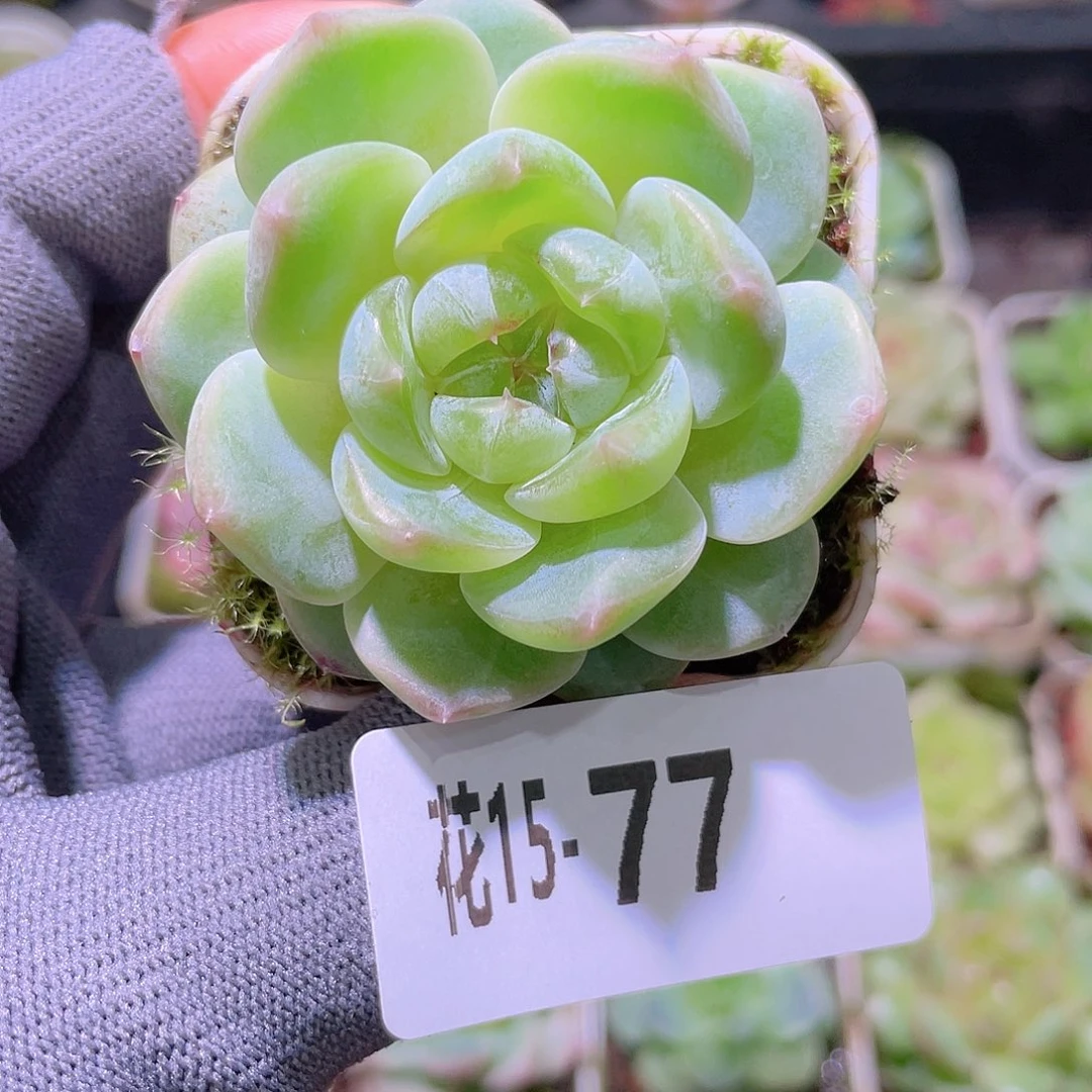 花利美15-77珍妮